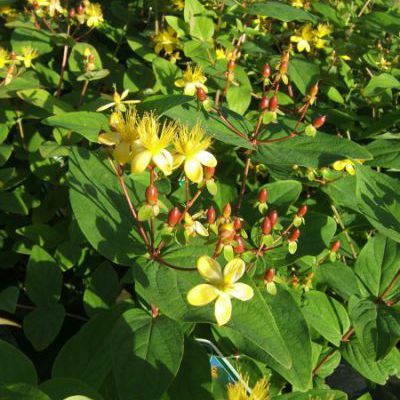 Hypericum inodorum rheingold Hypericum inodorum rheingold