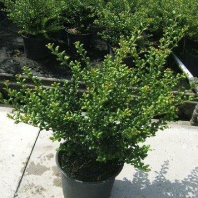 Ilex crenata convexa Ilex crenata convexa