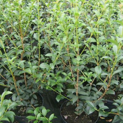 Osmanthus burkwoodii Osmanthus burkwoodii