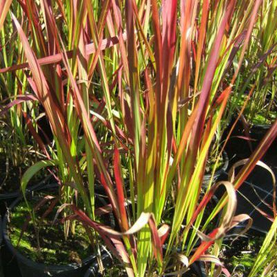 Imperata cylindrica red baron Imperata cylindrica red baron