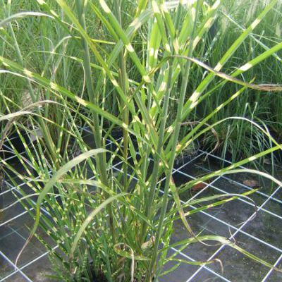 Miscanthus in soorten Miscanthus in soorten