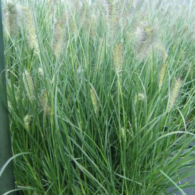pennisetum alopecuroides hameln pennisetum alopecuroides hameln