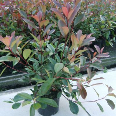 photinia red robin photinia red robin