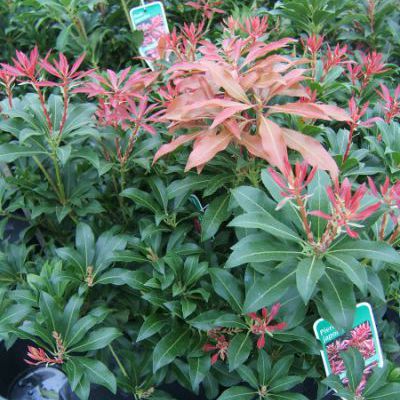 pieris mountain fire pieris mountain fire