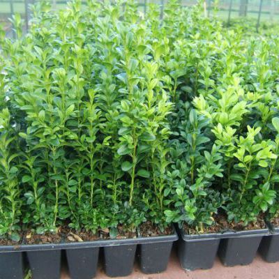 Buxus sempervirens Buxus sempervirens