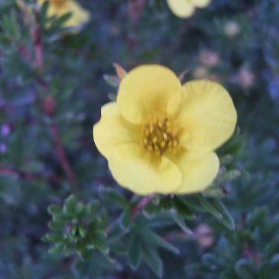 potentilla in soorten potentilla in soorten