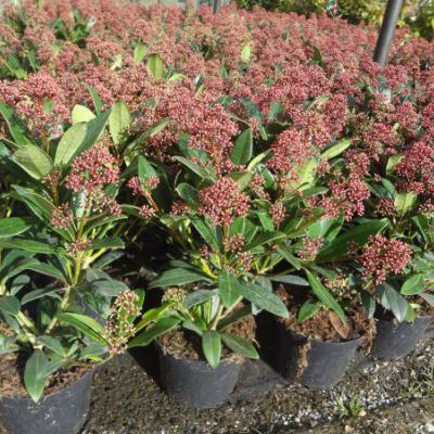 skimmia skimmia