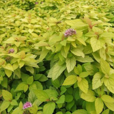 spiraea japonica in soorten spiraea japonica in soorten