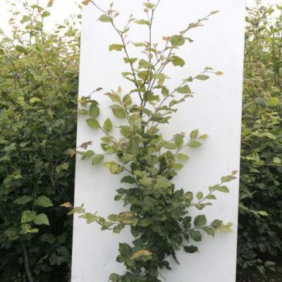 Fagus sylvatica (groene beuk) Fagus sylvatica (groene beuk)
