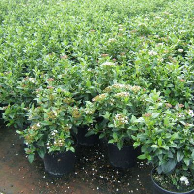 viburnum tinus viburnum tinus