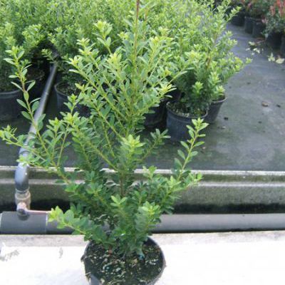 Ilex maximowicziana var. Kanehirae Ilex maximowicziana var. Kanehirae
