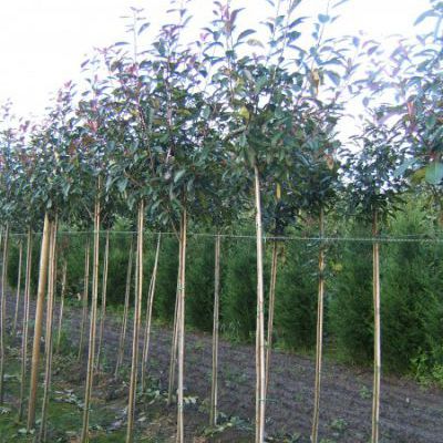 Photinia red robin