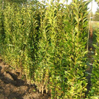 ligustrum ovalifolium ligustrum ovalifolium