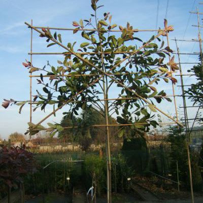 photinia red robin leivorm