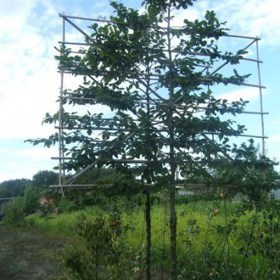 Leihaagbeuk (Carpinus betulus)