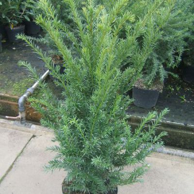 Taxus baccata Taxus baccata