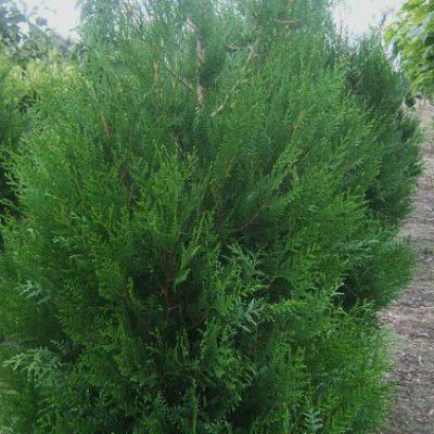 Thuja plicata Atrovirens Thuja plicata Atrovirens