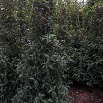 Prunus lucitanica (portugese laurier) Prunus lucitanica (portugese laurier)