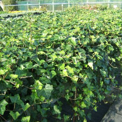 Hedera helix 'Hibernica'