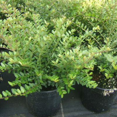 Lonicera nitida 'Elegant'