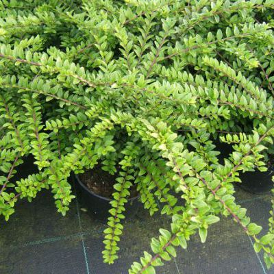 Lonicera nitida 'maigrün'