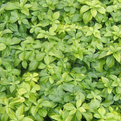 Pachysandra terminalis