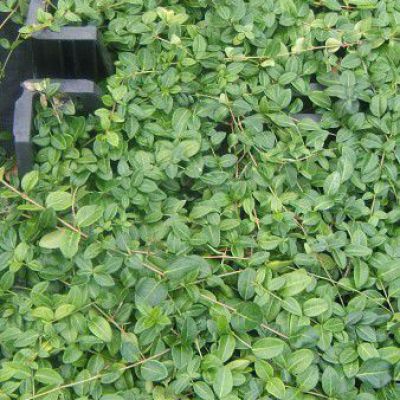 Vinca minor