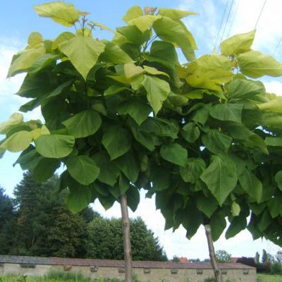 Catalpa bignoides Aurea