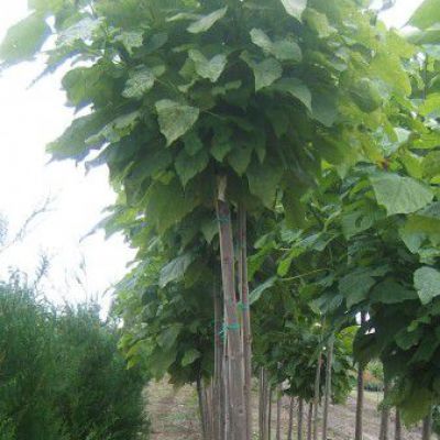 Catalpa bignoides Bungei