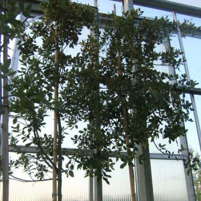 Quercus ilex