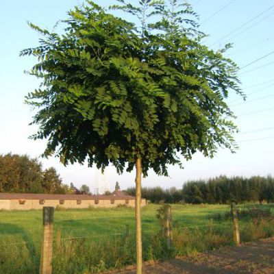 Robinia pseudoacacia umbraculifera