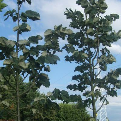Tilia tomentosa 