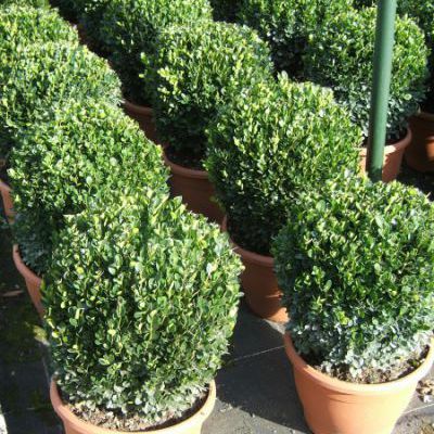 Buxus sempervirens bol Buxus sempervirens bol