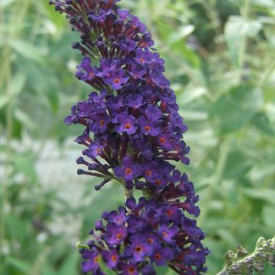 buddleya davidii black knight buddleya davidii black knight