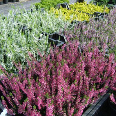 calluna calluna