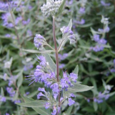 Caryopteris heavenly blue Caryopteris heavenly blue