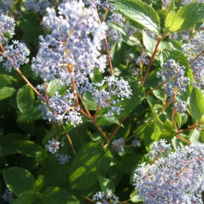 Ceanothus Gloire de Versaille Ceanothus Gloire de Versaille