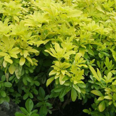 Choisya ternata sundance Choisya ternata sundance