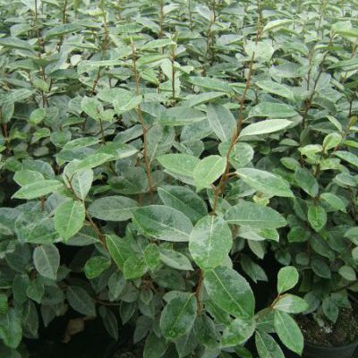 Eleagnus ebbengei Eleagnus ebbengei