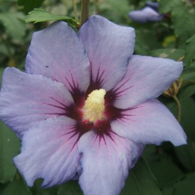Hibiscus hamabo,melrose,melwhite,oiseau bleu, enz Hibiscus hamabo,melrose,melwhite,oiseau bleu, enz