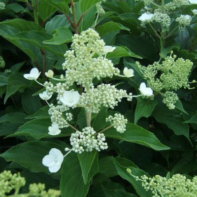 Hydrangea paniculata kyushu Hydrangea paniculata kyushu