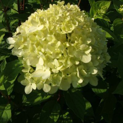 Hydrangea paniculata limelight Hydrangea paniculata limelight